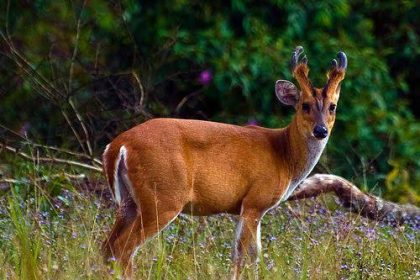 बेळगाव : जांबोटीजवळ भेकर ठार