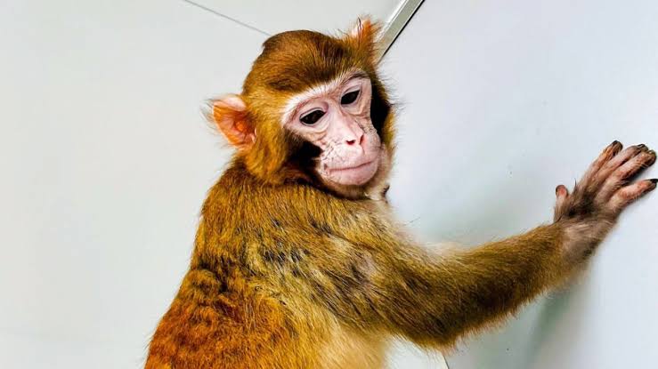 ऐतिहासिक…! माकडाचं यशस्वी क्लोनिंग first-ever rhesus monkey clone survives