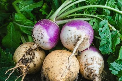 Shalgam Turnip Vegetable