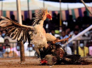 cockfighting : Viagra & Shilajit to boost roosters संक्रांतीपूर्वी कोंबड्यांना दिली जातेय व्हायग्रा, शिलाजित;