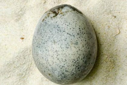 1700-year-old Roman egg found