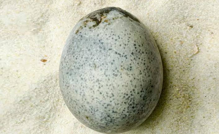 कमाल…! जगातील सगळ्यात जुनं अंडं… जे 1700 वर्षानंतरही आहे चांगलं