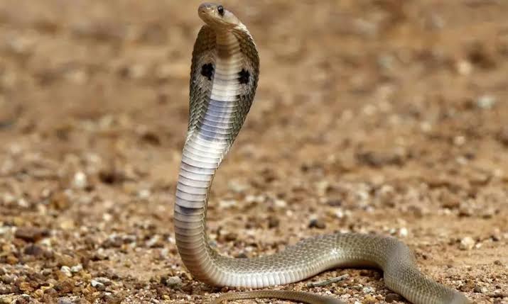 Belgaum Snake bite 3 years girl dies in Gotur