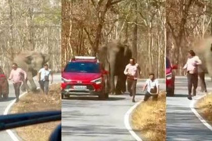 सेल्फी पडला महागात, हत्ती मागे लागल्याने उडाला थरकाप. Video होतोय व्हायरल