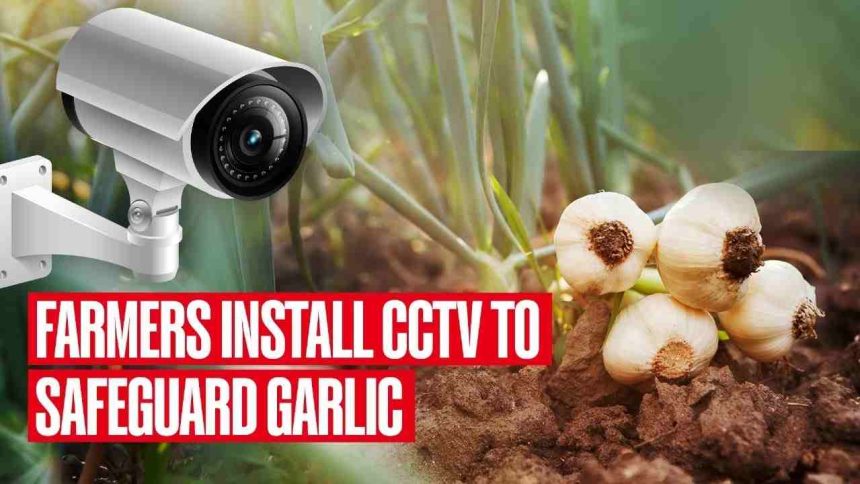 लसणानं शेतकऱ्याला केलं करोडपती, शेतात बवसले CCTV