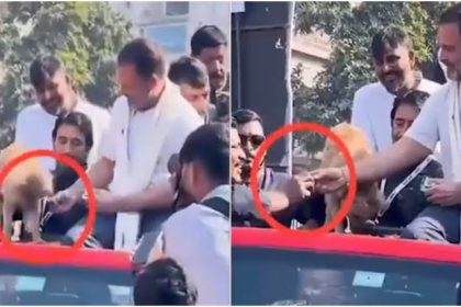 Viral Video : राहुल गांधींनी कुत्र्याने नाकारलेली बिस्किटं कार्यकर्त्याला दिली?