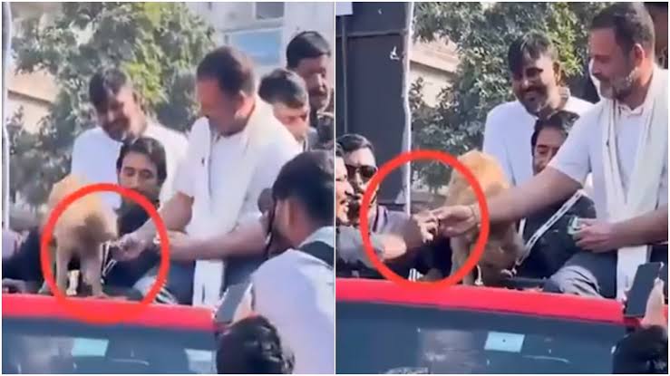 Viral Video : राहुल गांधींनी कुत्र्याने नाकारलेली बिस्किटं कार्यकर्त्याला दिली?