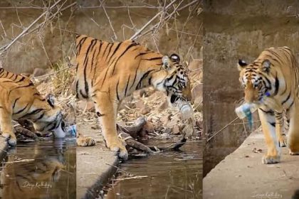 Tiger Removes Plastic Bottle From Tadoba