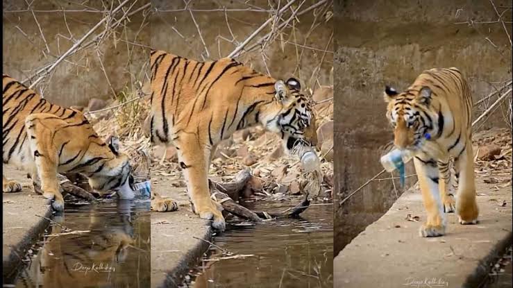 Tiger Removes Plastic Bottle From Tadoba