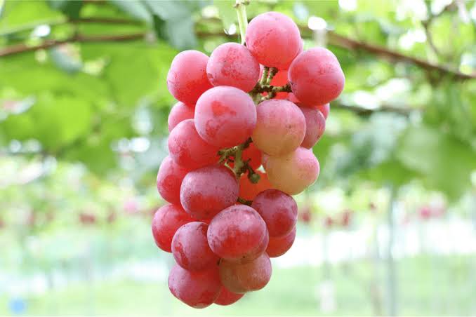 जगातील सर्वात महाग द्राक्ष | Ruby Roman Grapes